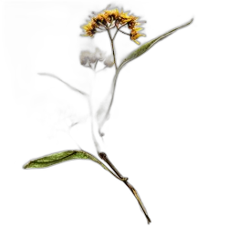 Lime Blossom